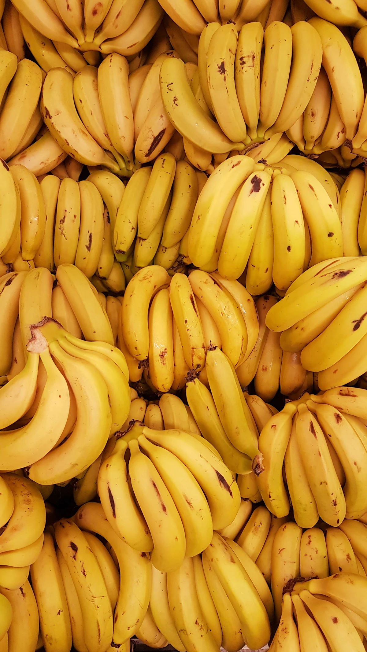 Banana Plantation
