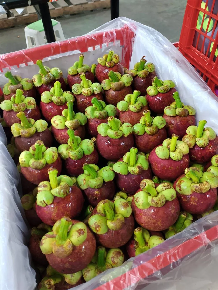 Export Packaging