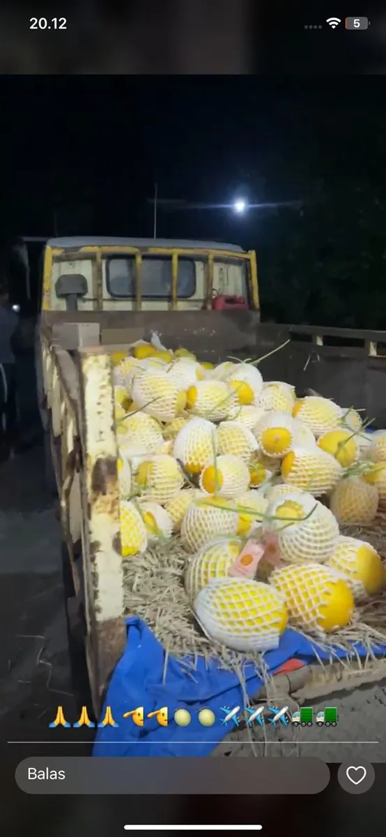 Melon Farmer