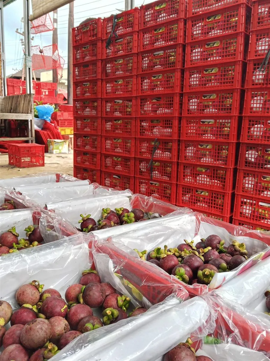 Sorting Process