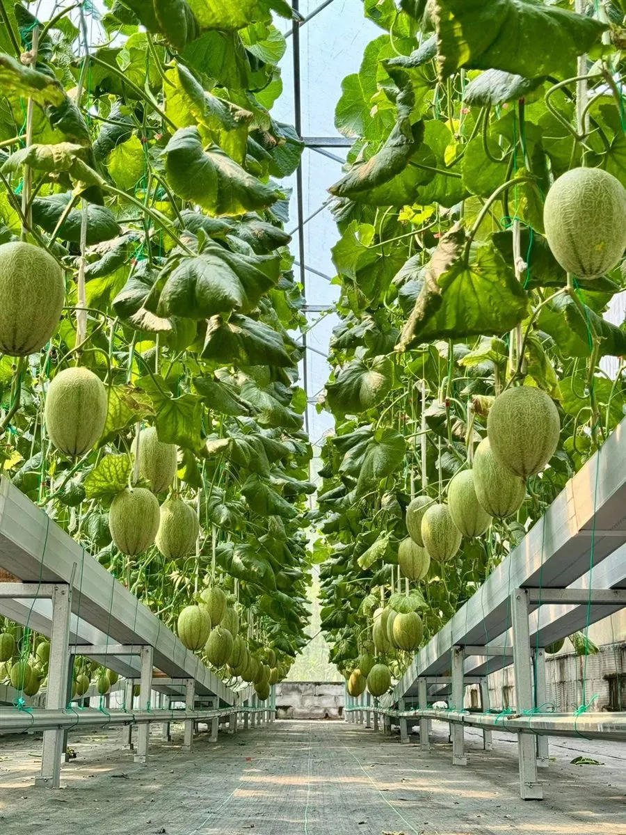 Hydroponic Melon Farm