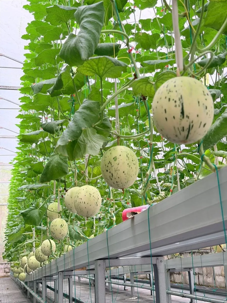 Harvesting