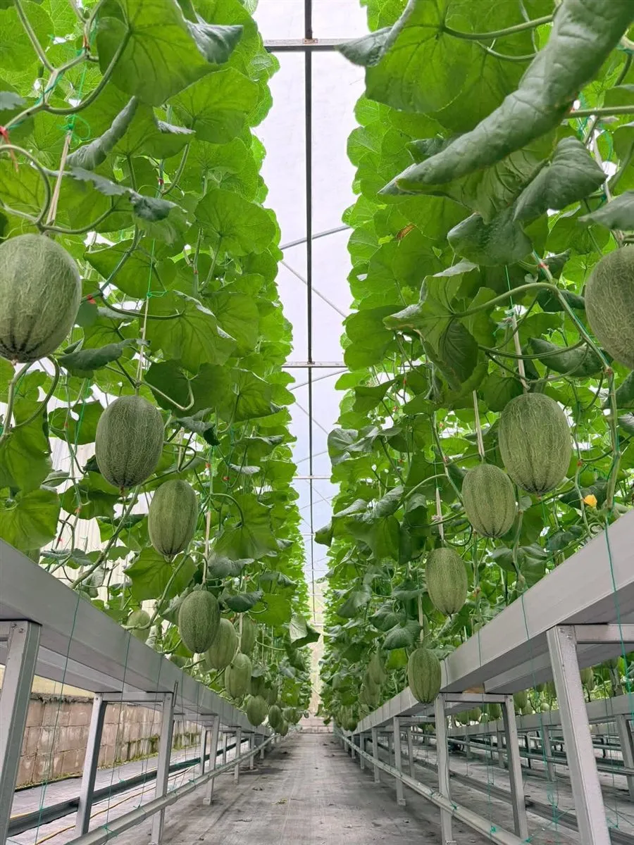 Hydroponic Melon Premium